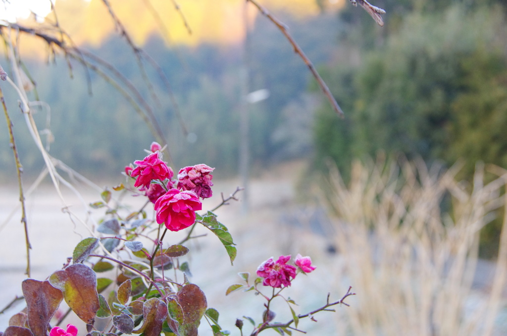 ふゆはつとめて