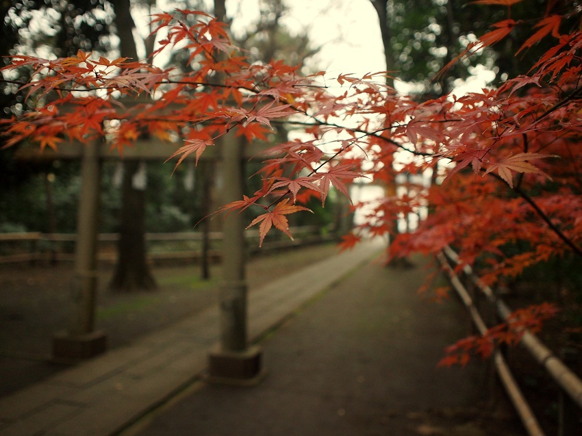喜多見の紅葉