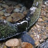 湧水