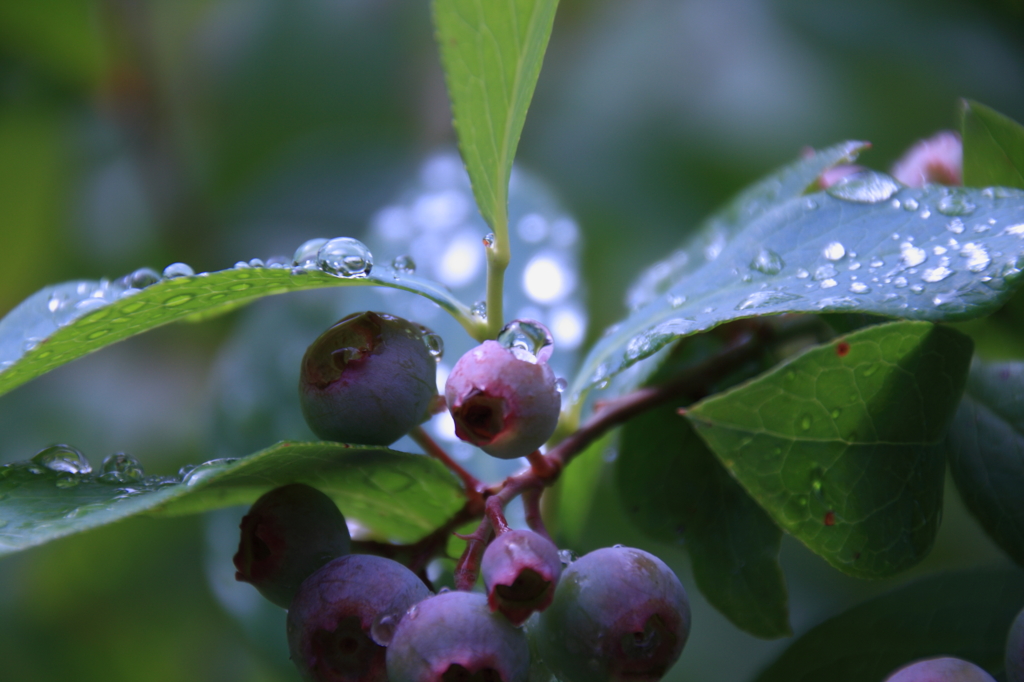 雨上がり