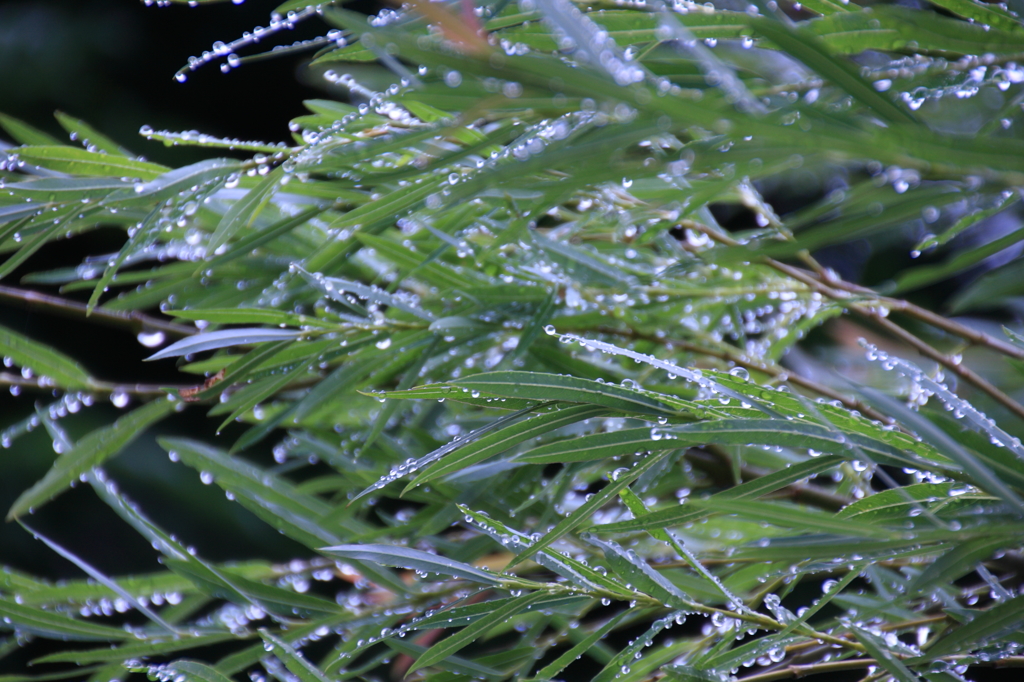 雨上がり