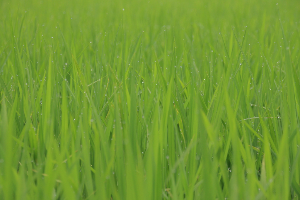 雨あがり