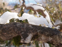 氷犬