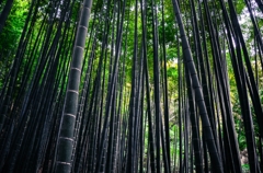 報国寺