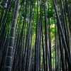 報国寺