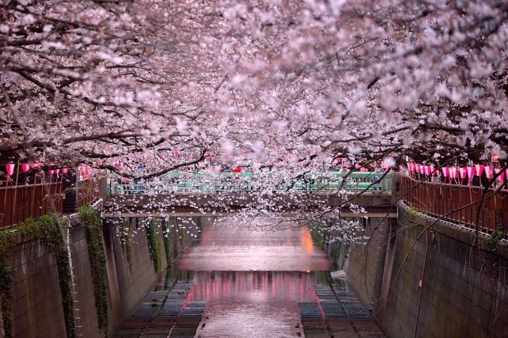 春の目黒川