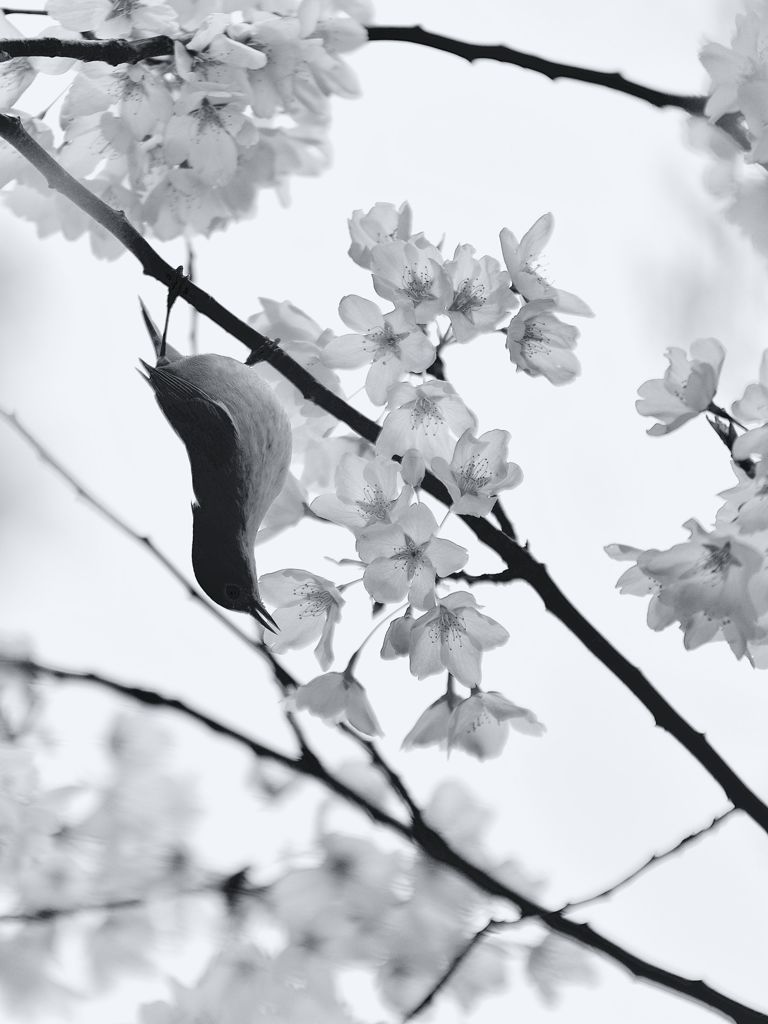 Sakura & the Bird