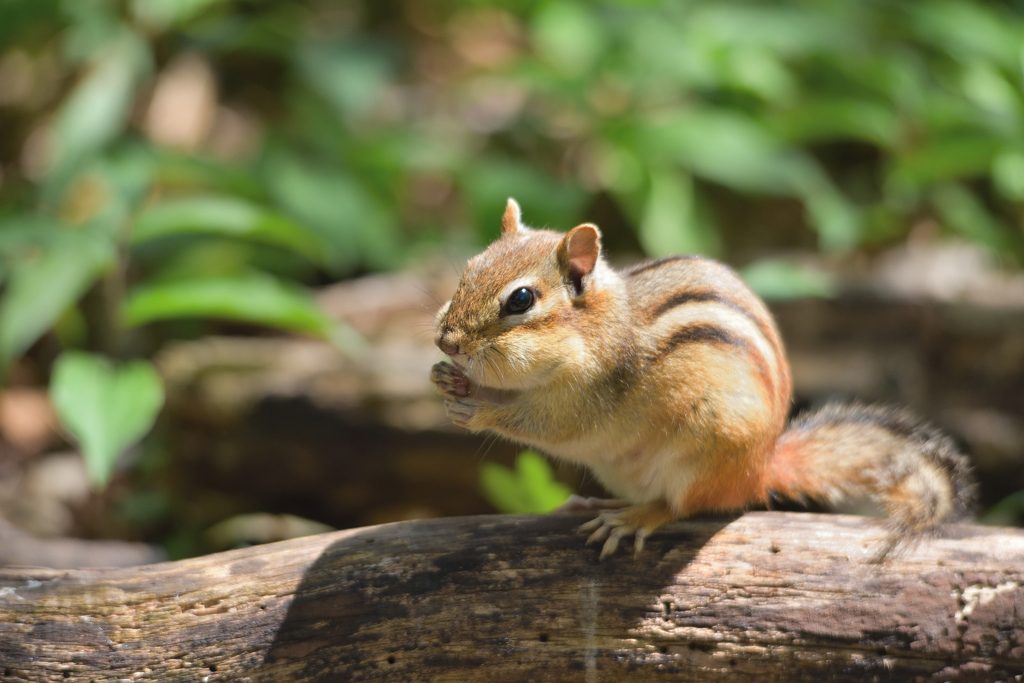 森に住む動物 シマリス By Maple006 Id 写真共有サイト Photohito