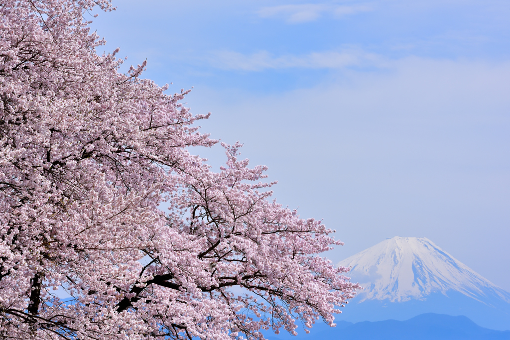 故郷の春を想う