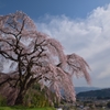 丘の上に咲く一本桜