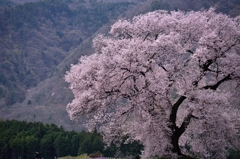 大きな桜の木の下で