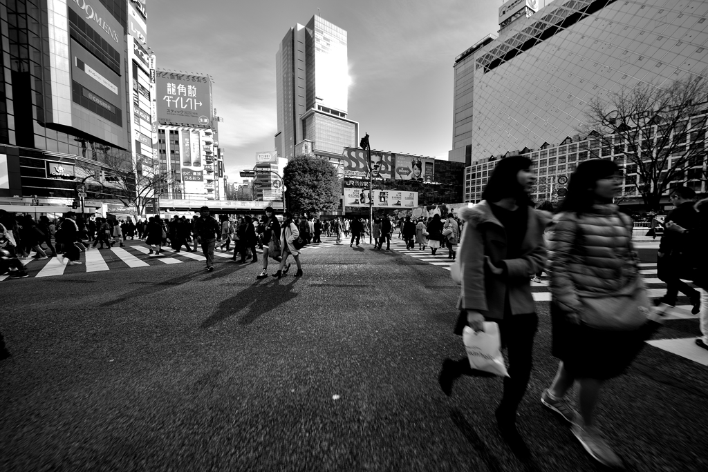 crossing Shibuya