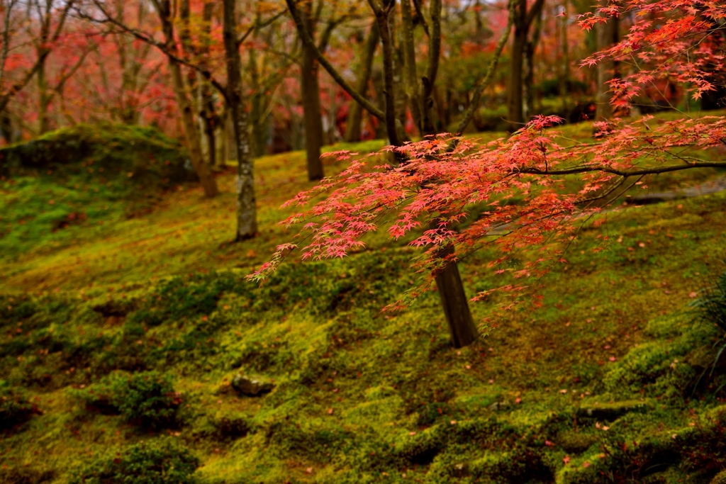 秋の箱根を訪れて　－紅－