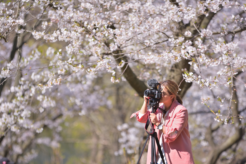 トロントの桜