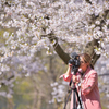 トロントの桜