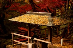 秋深まる東京（２）