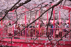 それぞれの桜写真