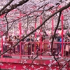 それぞれの桜写真