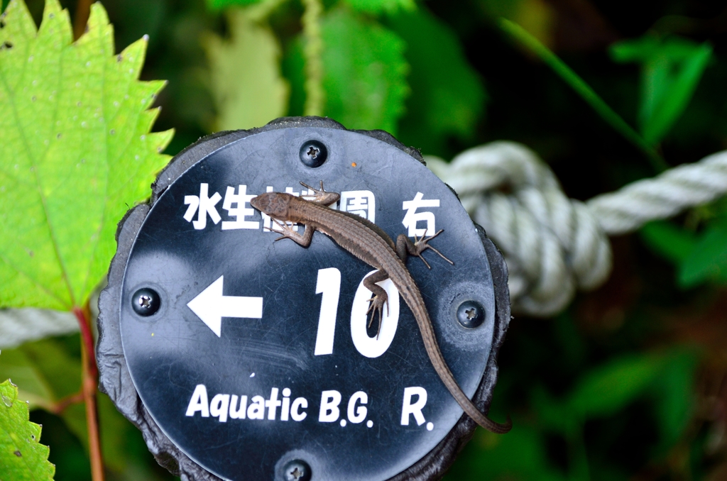 目黒自然教育園