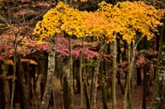 秋の箱根を訪れて　－黄－