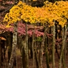 秋の箱根を訪れて　－黄－