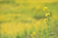 モウスグハル…