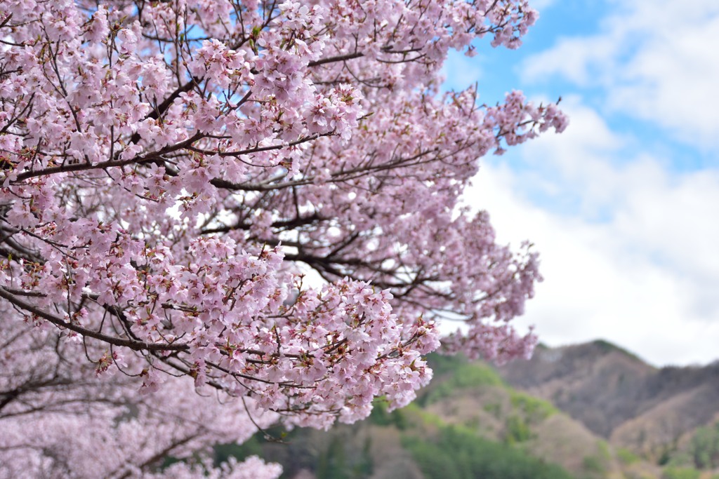 桜前線を追いかけて