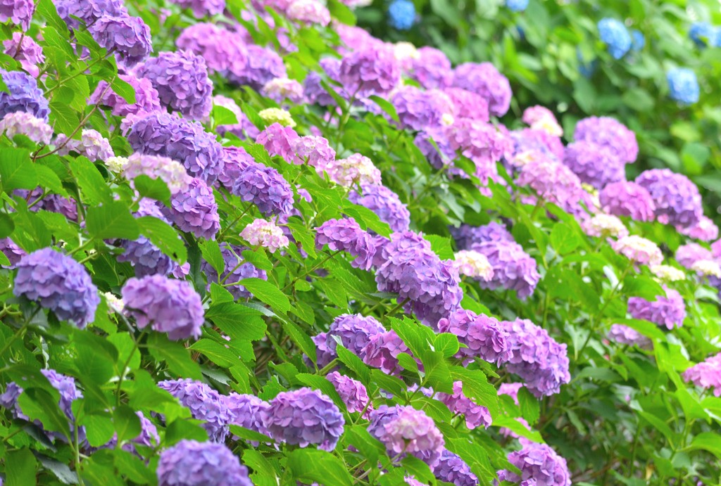 紫陽花の咲く公園（２）