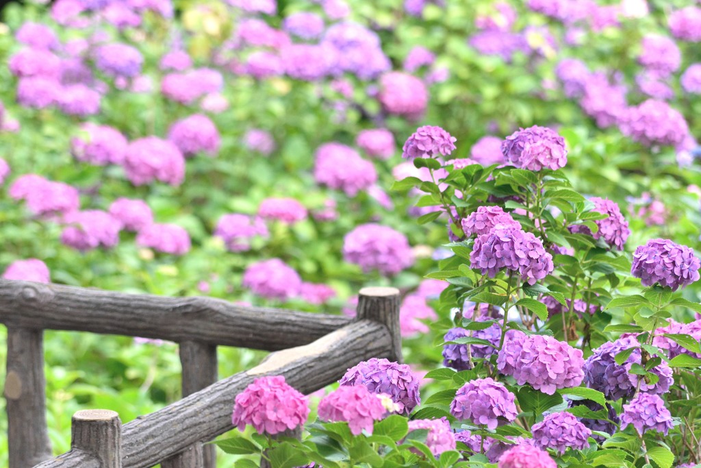 紫陽花の咲く公園