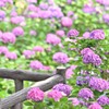 紫陽花の咲く公園