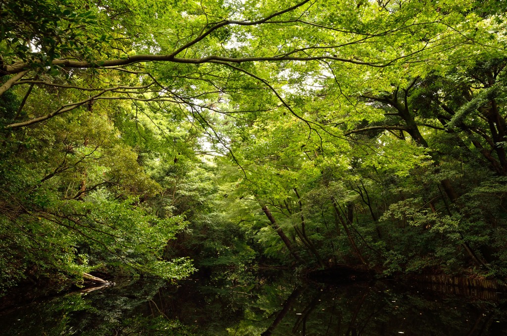 都心の森林
