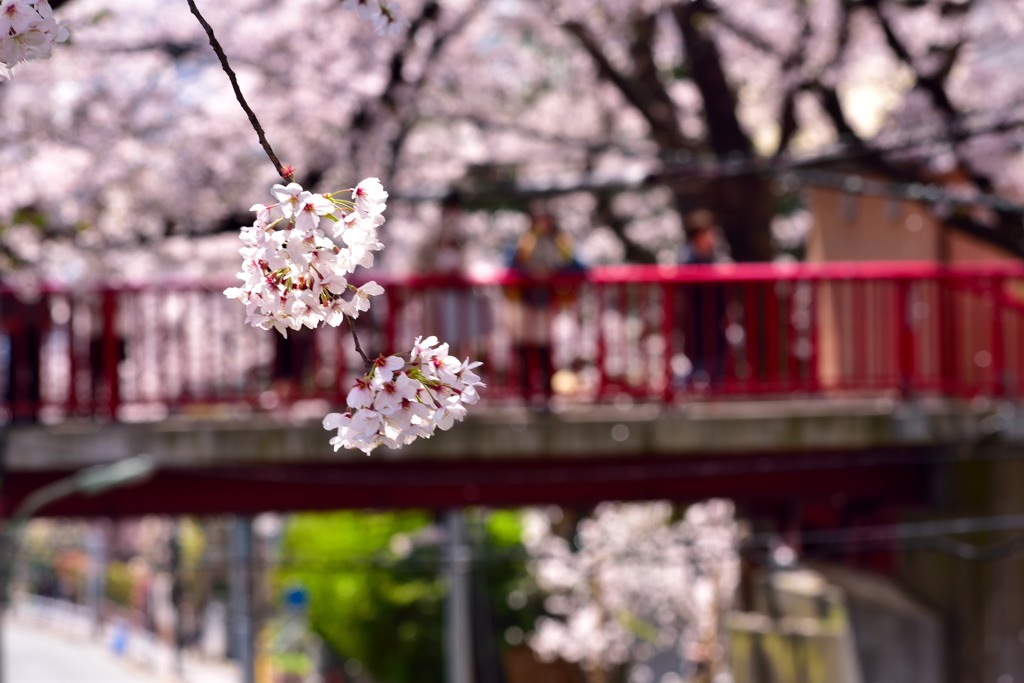 薫る桜坂