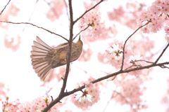 春と鳥と