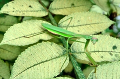 目黒自然教育園（３）