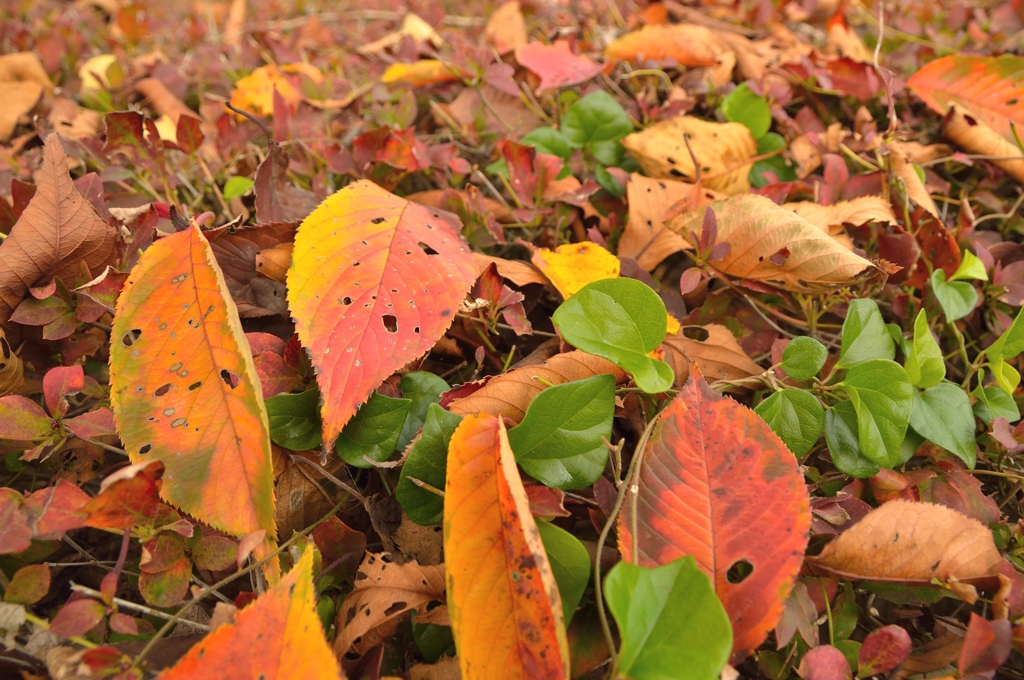 How to paint autumn leaves