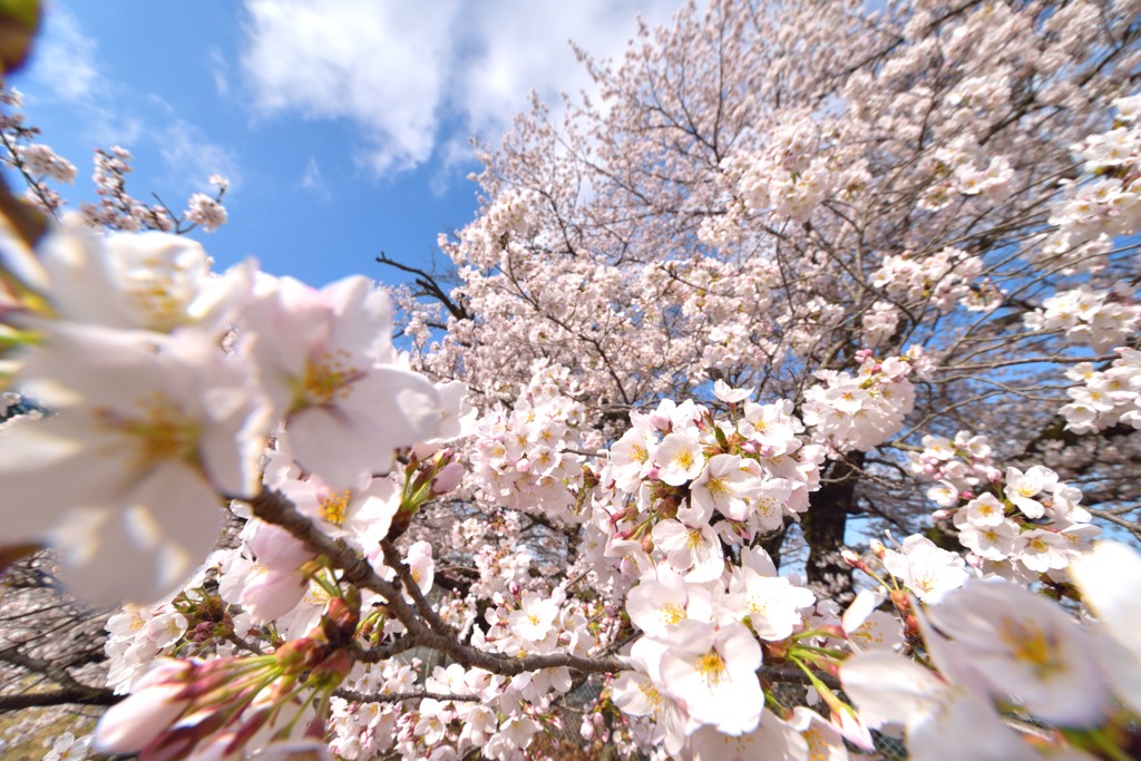 bloomin' SAKURA