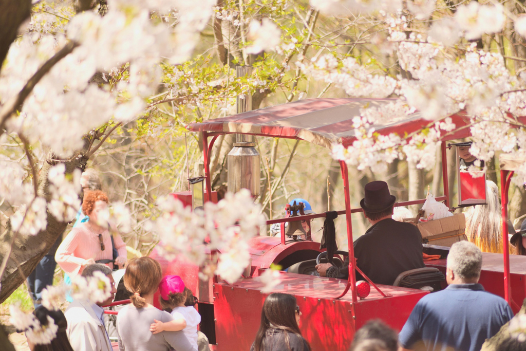 SAKURA TRAIN