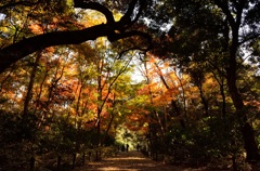 都心の紅葉