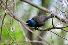 森に住む動物　頭の青い鳥