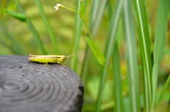 目黒自然教育園（４）