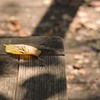 fallen leaf