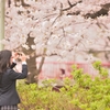 ありがとう桜