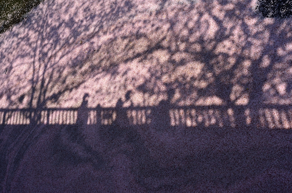 川沿いの散歩道