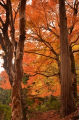 出雲の紅葉