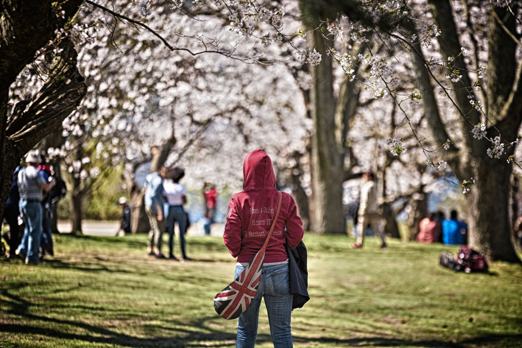 観桜