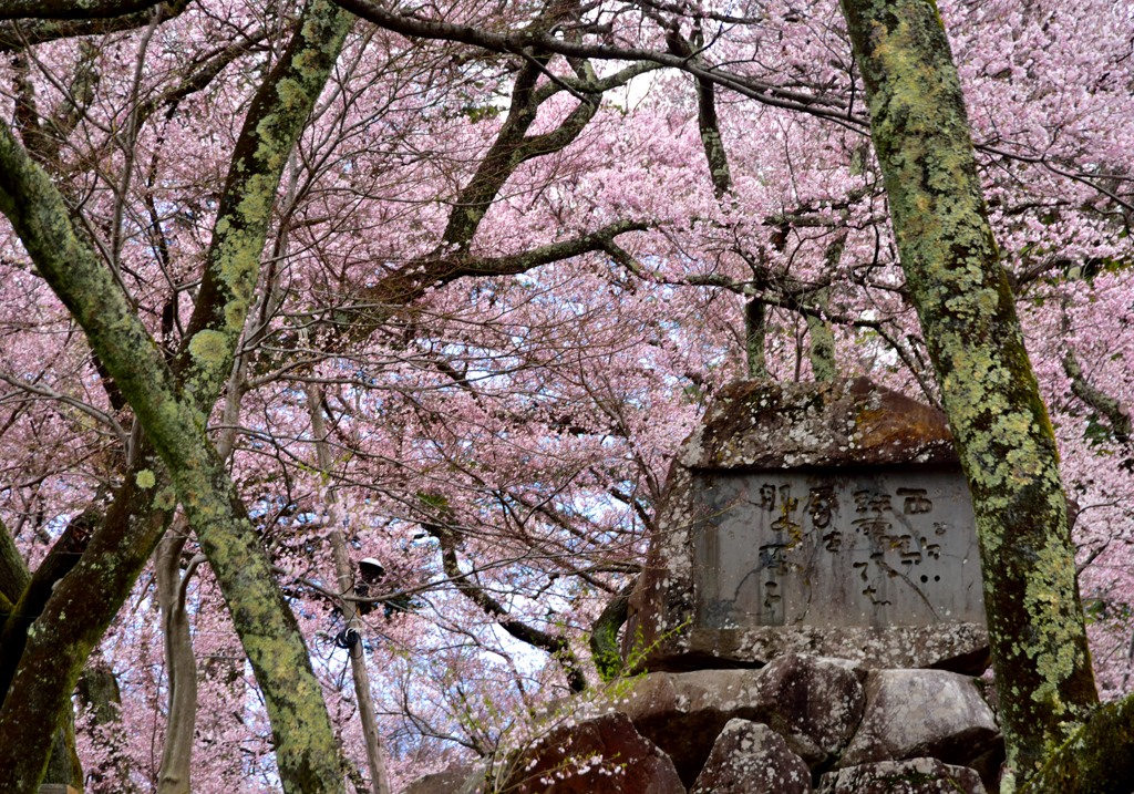 sakura woods