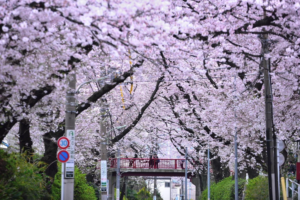 薫る桜坂♪