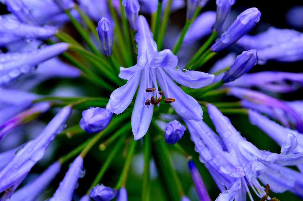 teardrops after the rain