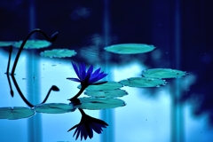 blue reflection