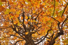 How to paint an autumn tree
